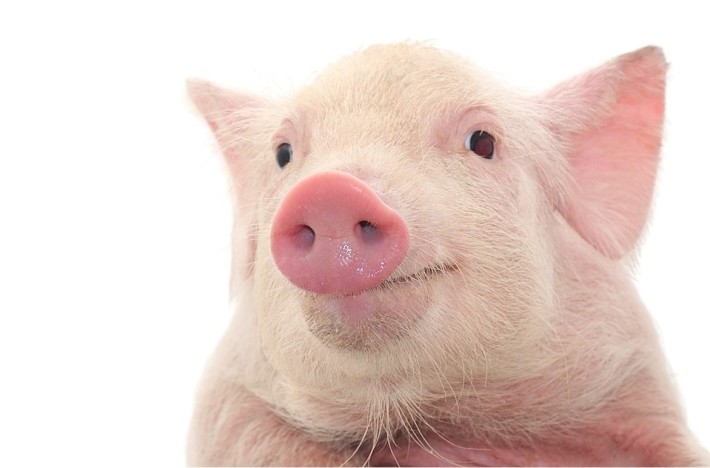 Portrait of a pig