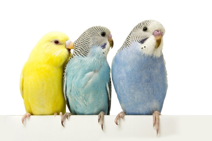 Budgies