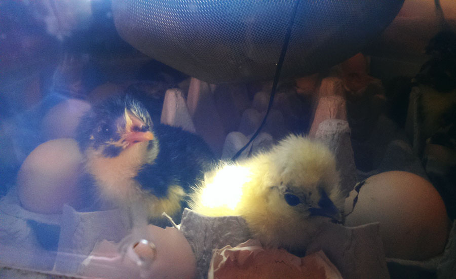 Caroline's chicks 3