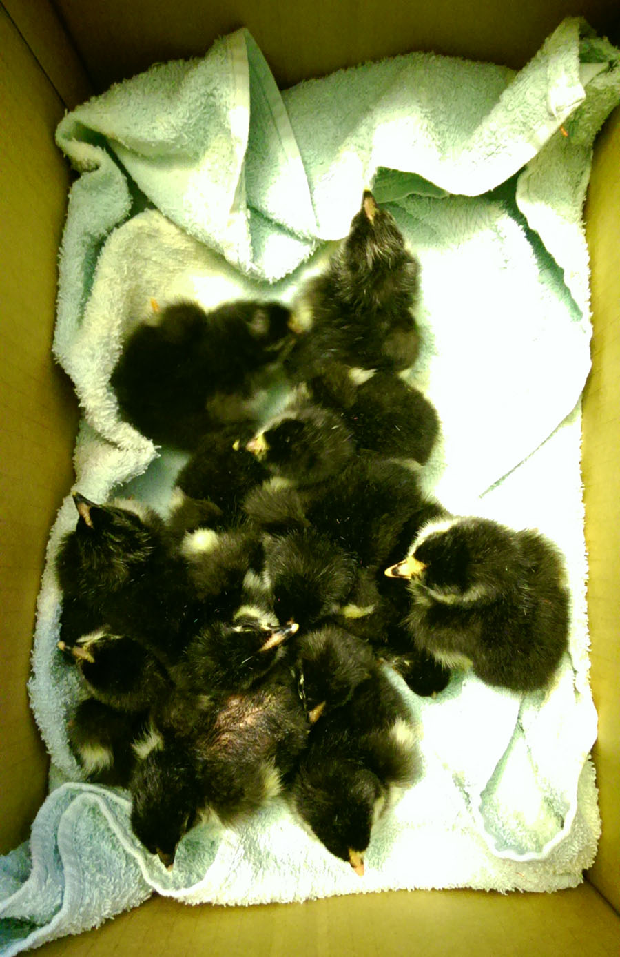 Caroline's chicks 4